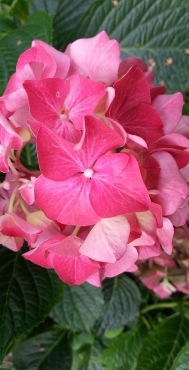 Formål med sitet symboliseret ved rosa hortensiablomster