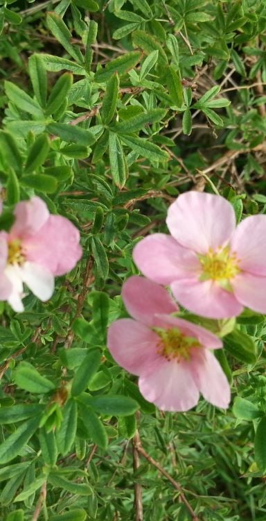 Pernille Bonde illustreret ved lyserøde buskpotentilblomster i nærbillede.