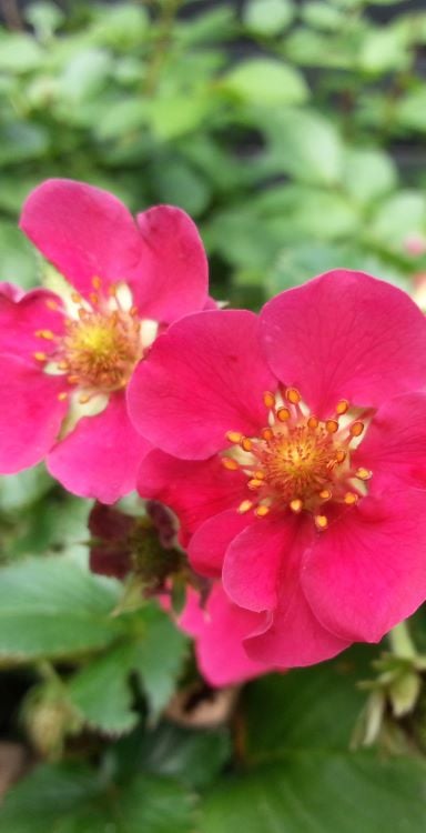 Beslutningen om min behandling for cancer skal føles rigtig. Rosa blomster for at dæmpe angst og utryghed.