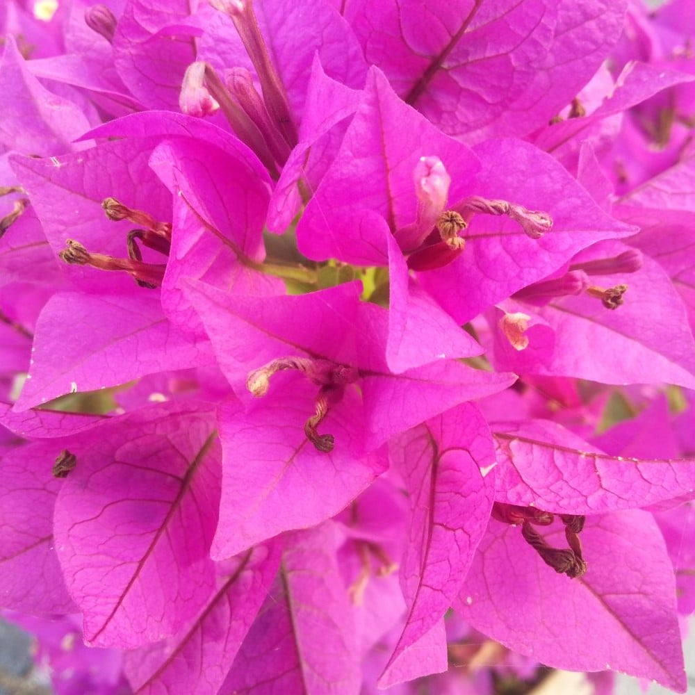 Beslutningen om min behandling for cancer skal føles rigtig. Rosa blomster for at dæmpe angst og utryghed.