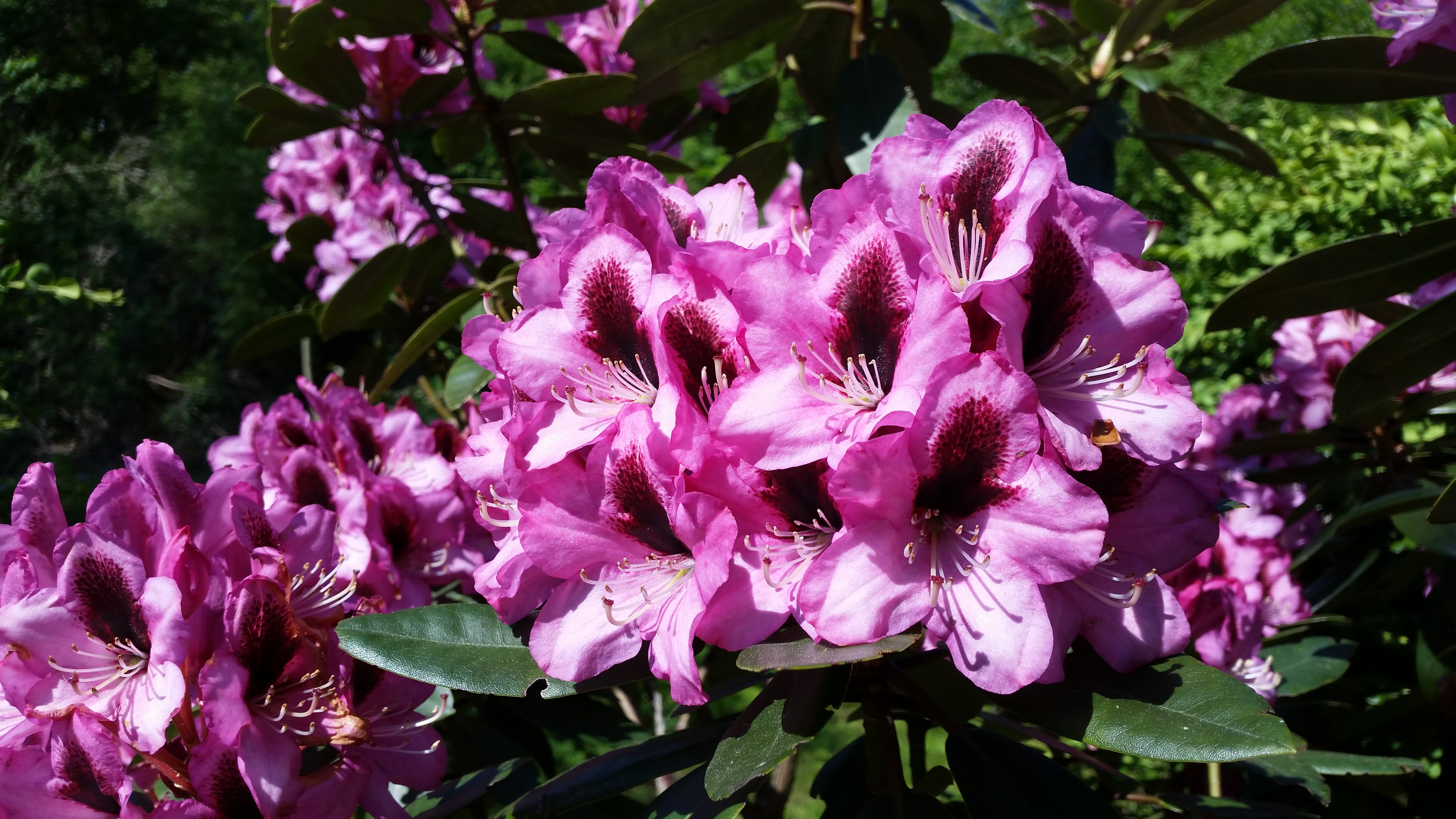 Pernille Bonde illustreret ved lyserøde buskpotentilblomster i nærbillede.