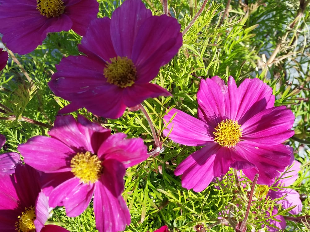 Min kræfthistorie. Symboliseret ved lilla hibiscus, der også benyttes som vignet til FB-gruppen