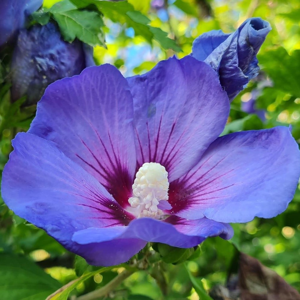 Min kræfthistorie. Symboliseret ved lilla hibiscus, der også benyttes som vignet til FB-gruppen