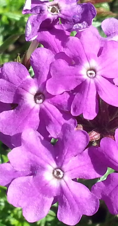 Veera Vallittu illustreret ved lyslilla blomster i nærbillede.