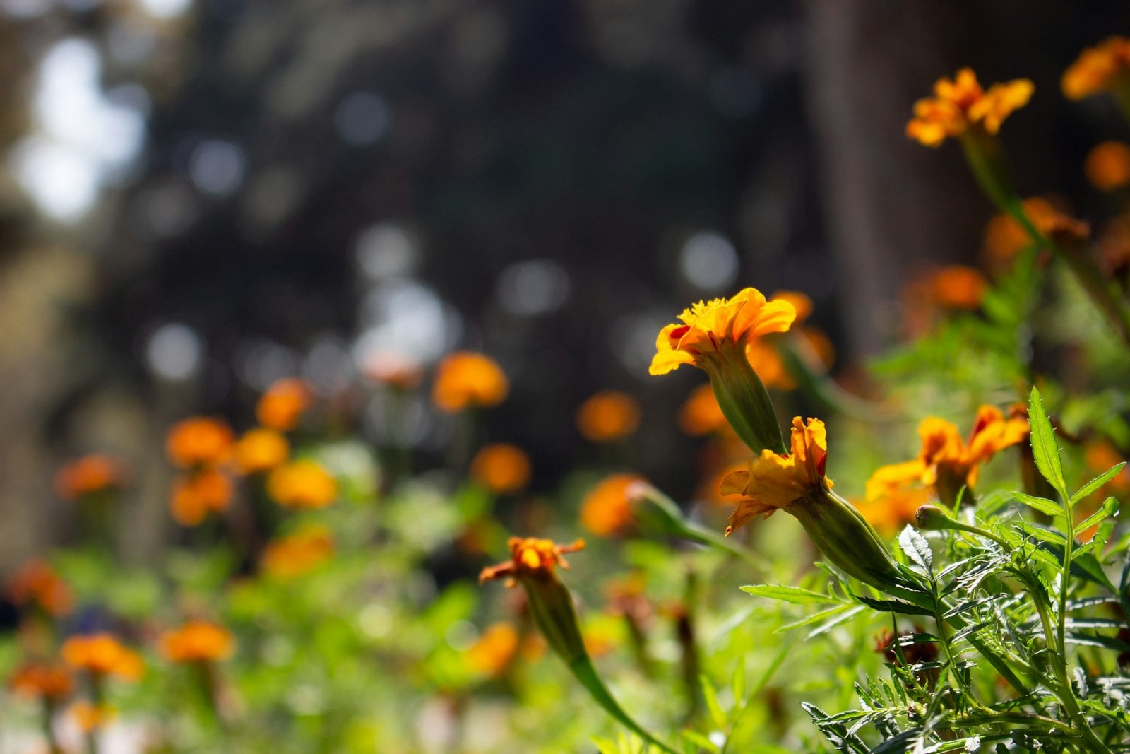 #Taxaner symboliseret ved gul-orange enkle blomster i skovbund.