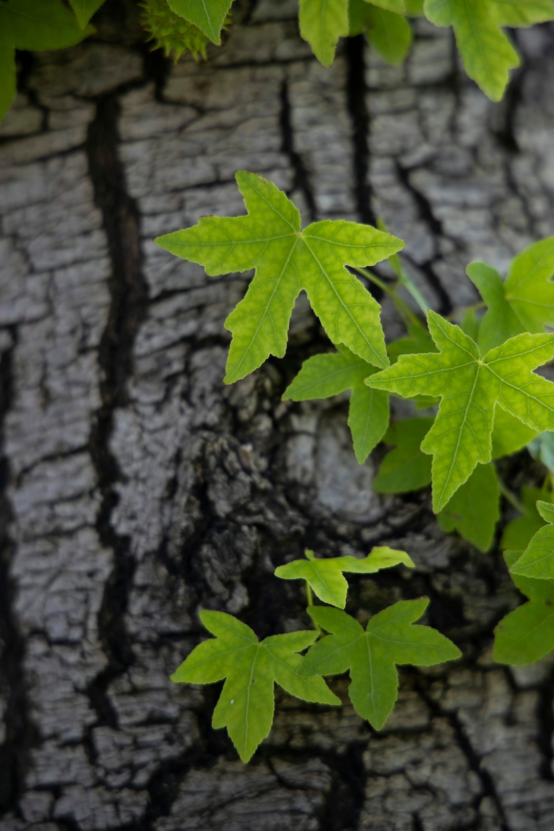 #Anastrozol symboliseret ved nogle ahornblade på baggrund af træets bark.