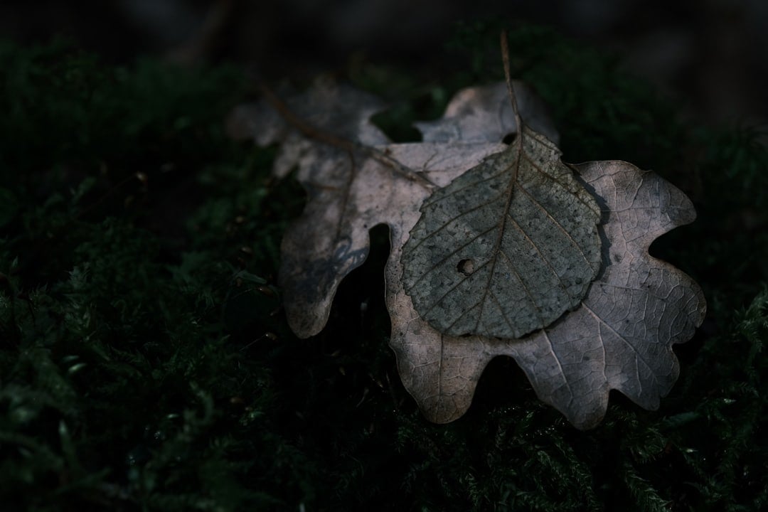 fotodynamisk Terapi ved kræft. Symboliseret ved 2 strukturelt forskellige visne blade fra eg og bøg.