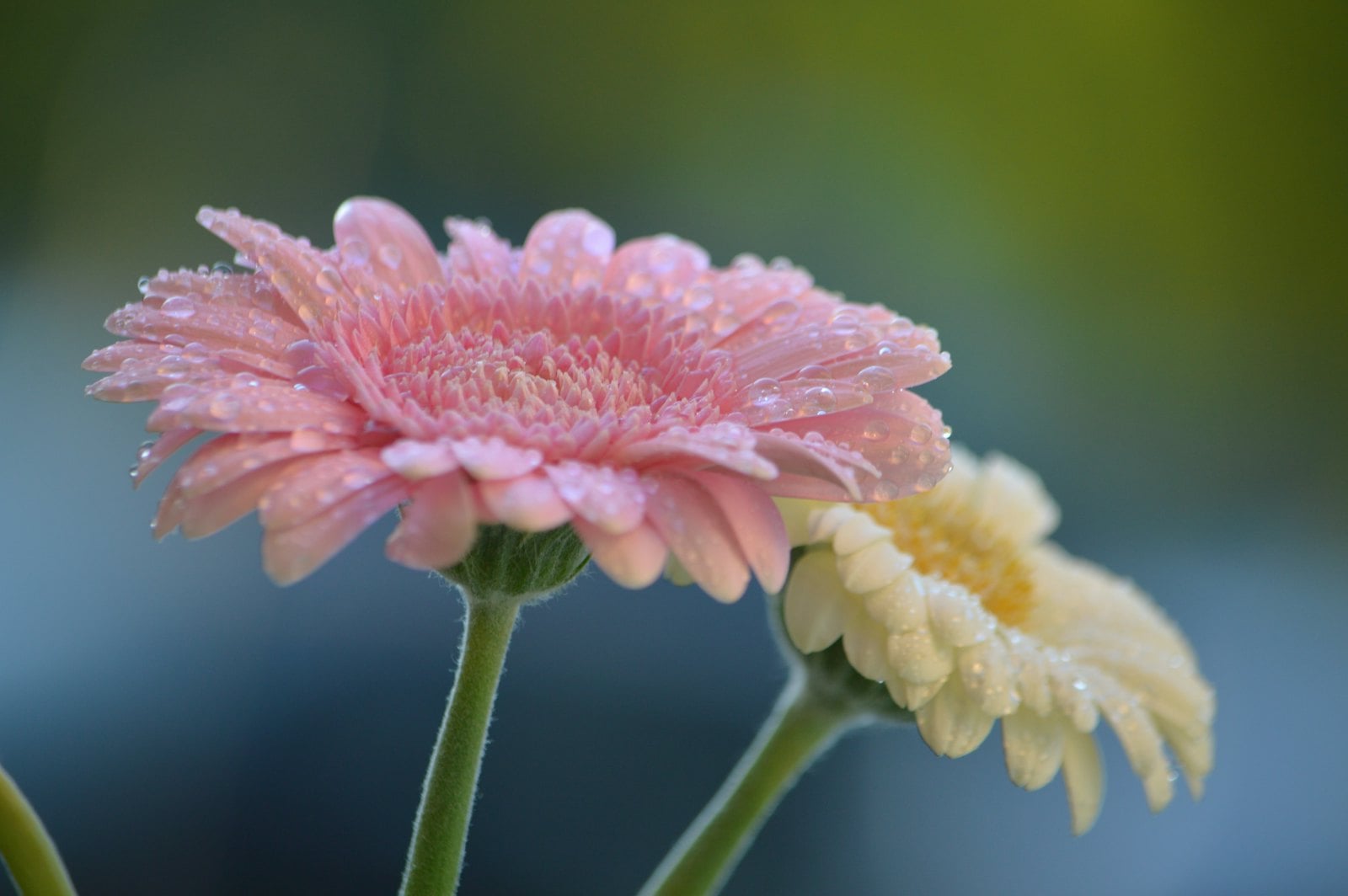 #Huskeliste til Operation ved indlæggelse symboliseret ved hovederne af to asterslignende blomster. Hvid og rosa.