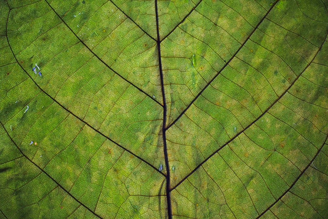 #Leverkræft symboliseret ved detalje af grønt blad med tydelige åre-tegninger.