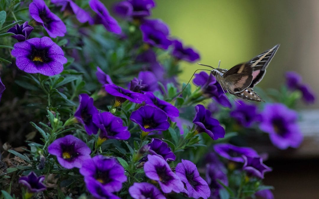 #PARP-hæmmere symboliseret ved lilla primulablomster.