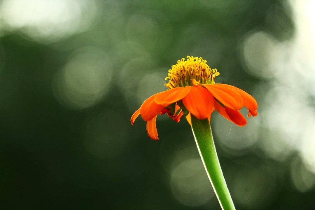 #Platinbaserede lægemidler symboliseret ved fuldt åbnet orange blomst.