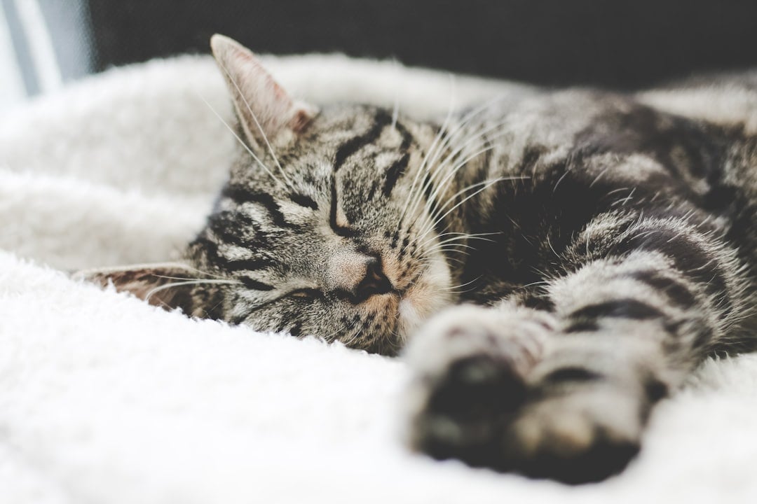 Søvn ved kræft. Hvordan man sover godt trods man har kræft. Her symboliseret ved en tigerstribet halvlanghåret huskat, der slænger sig velbehageligt på en seng.