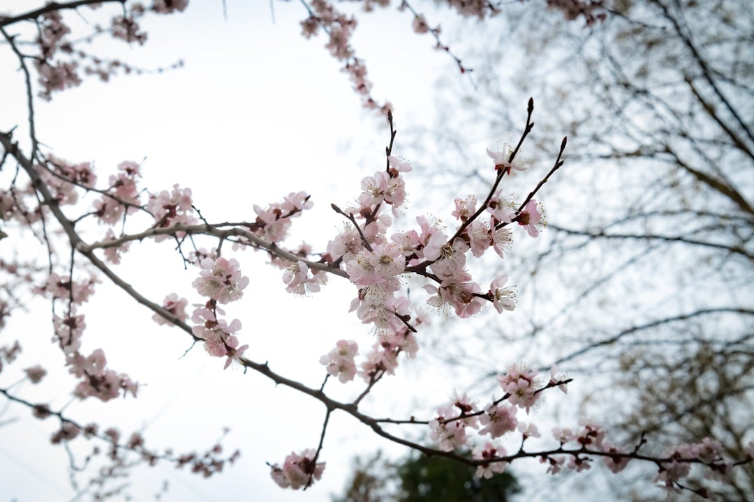 Spiritualitet og kræft symboliseret ved blomstrende grene fra frugttræer der rækker mod himlen.