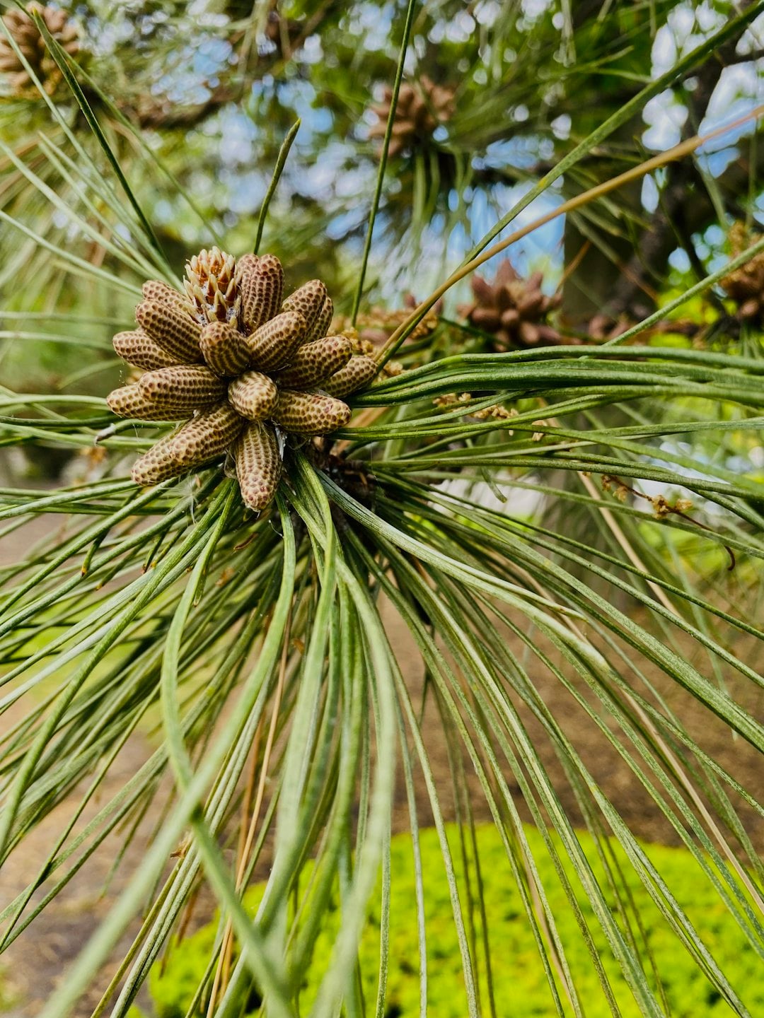 Tapping og kræft symboliseret ved kogler der igen er symbol på pinealkirtlen, der påvirkes ved tapping. 