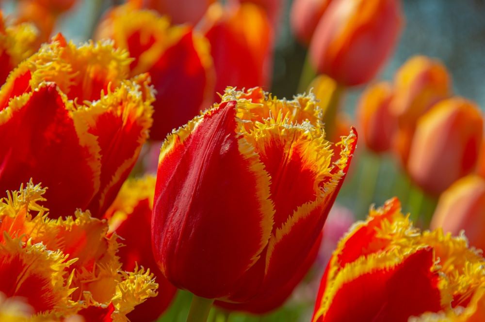 Blærebetændelse, hvad kan du gøre, symboliseret ved orange tulipaner med gule tegninger i kanten af bladene.