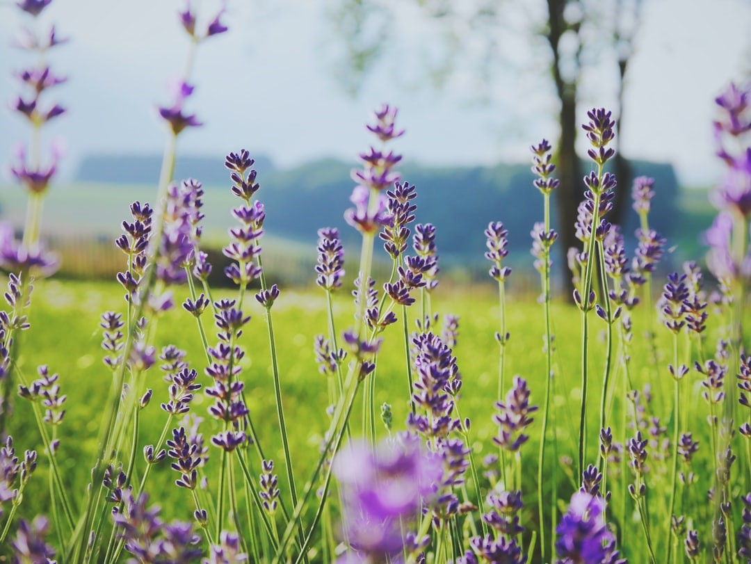 Holistiske behandlere øvrige symboliseret ved engbillede af lilla lavendel-lignende blomster. I baggrunden anes en bjergryg.