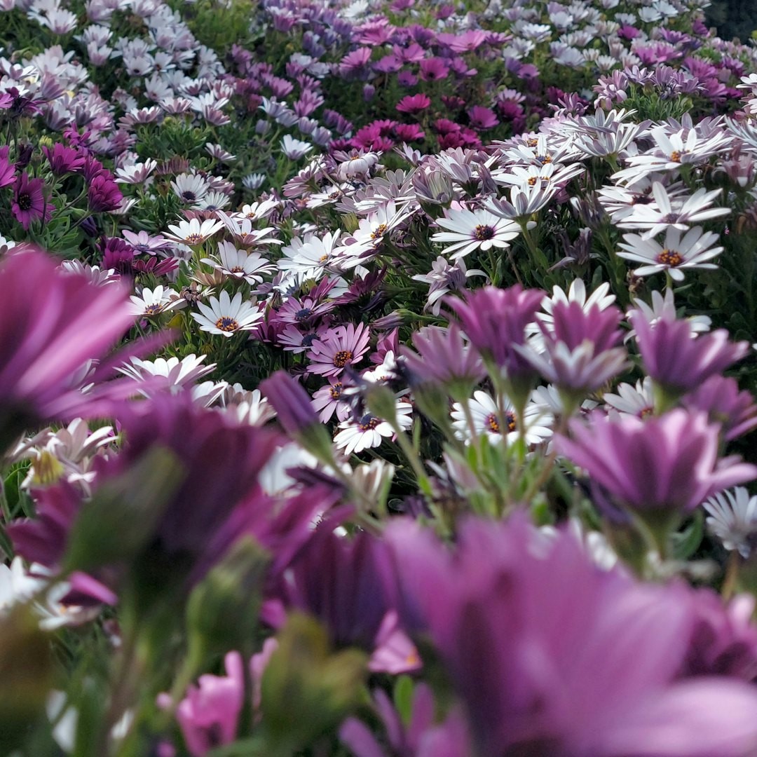 CDH1-mutation symboliseret ved foto af hvide og lyslilla margueritter.