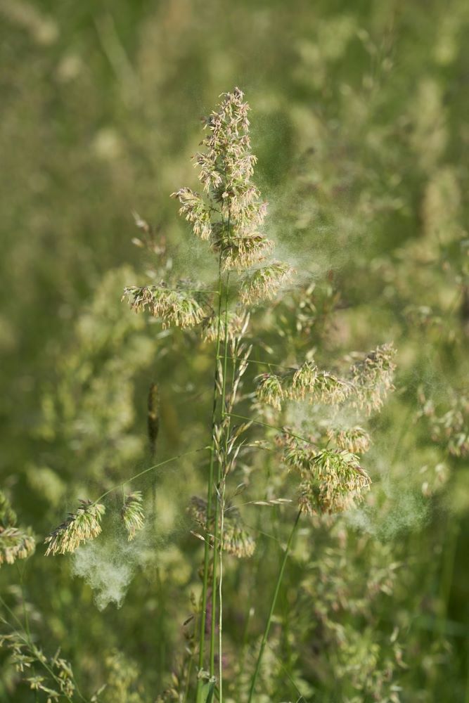 CHEK-2 mutation symboliseret ved nærbillede af græsstrå i blomst.