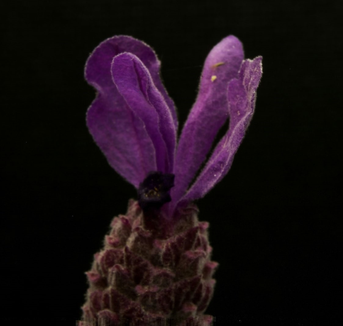 Hårtab symboliseret ved lilla enkel blomst fra kaktuslignende vækst.