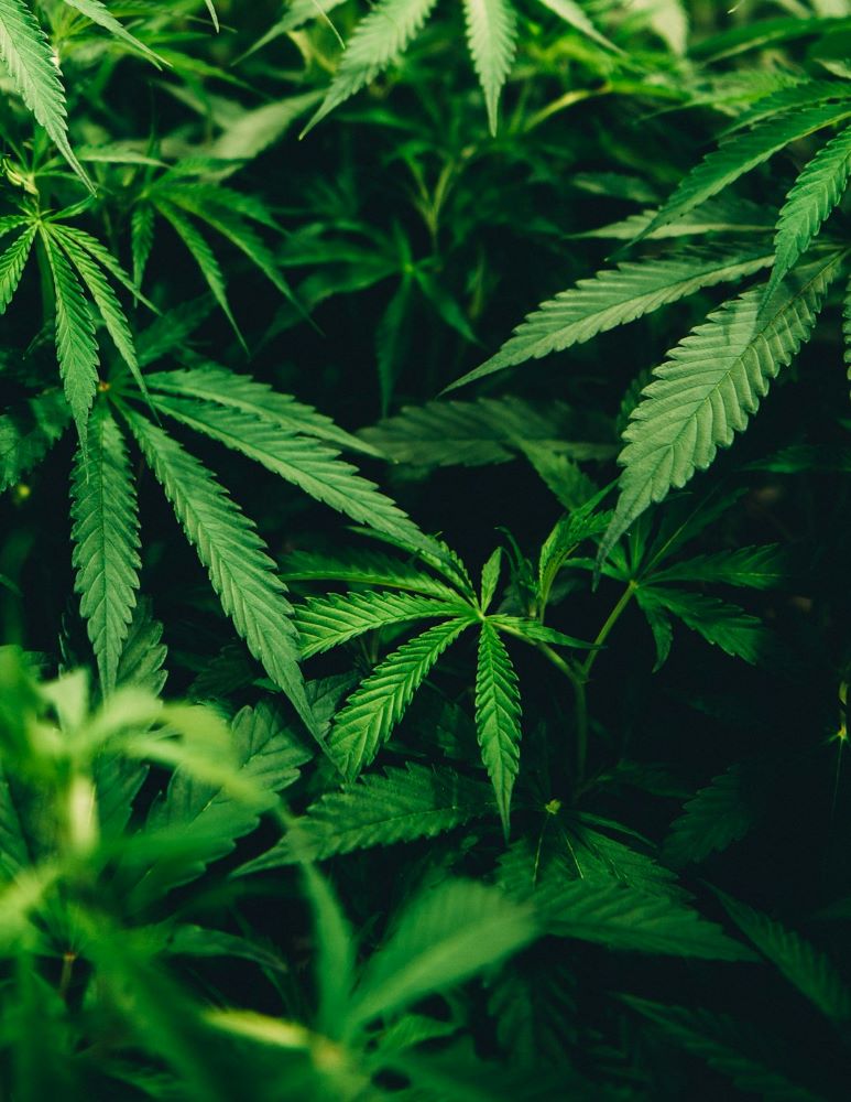 THC og cannabis symboliseret ved friske grønne planter af cannabis, hvor man ser det øverste - topskuddene.