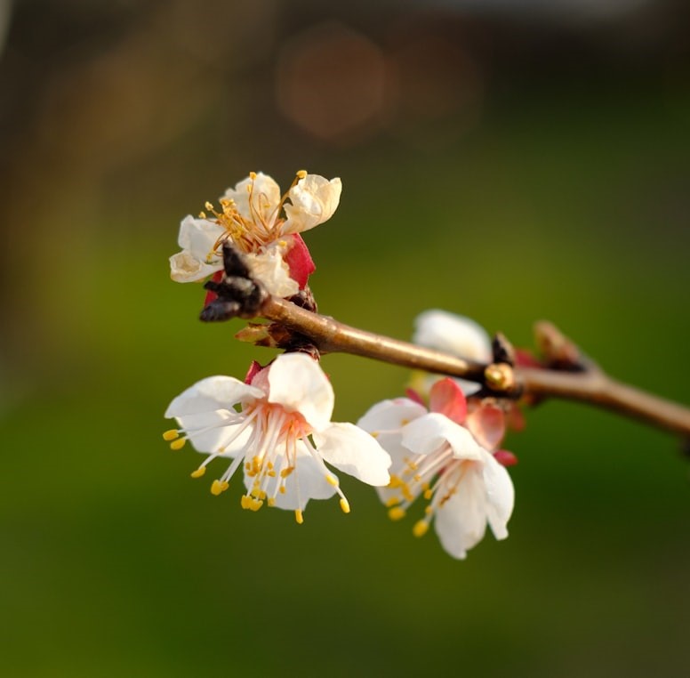 Alternative behandlinger mod kræft er her symboliseret ved et grenstykke med svagt hvidrosa frugtblomster fra forår.
