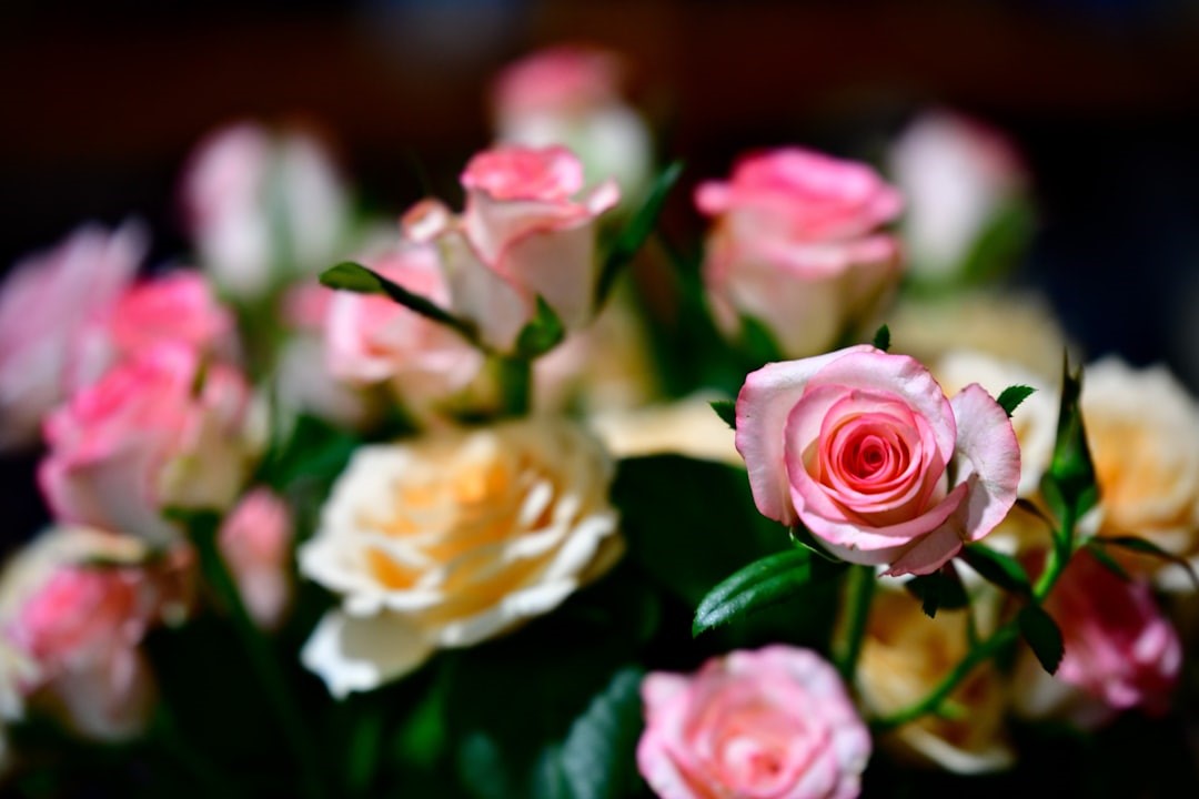 Aromaterapi og kræft. Toppen af en buket rosa og hvide roser fylder billedet.