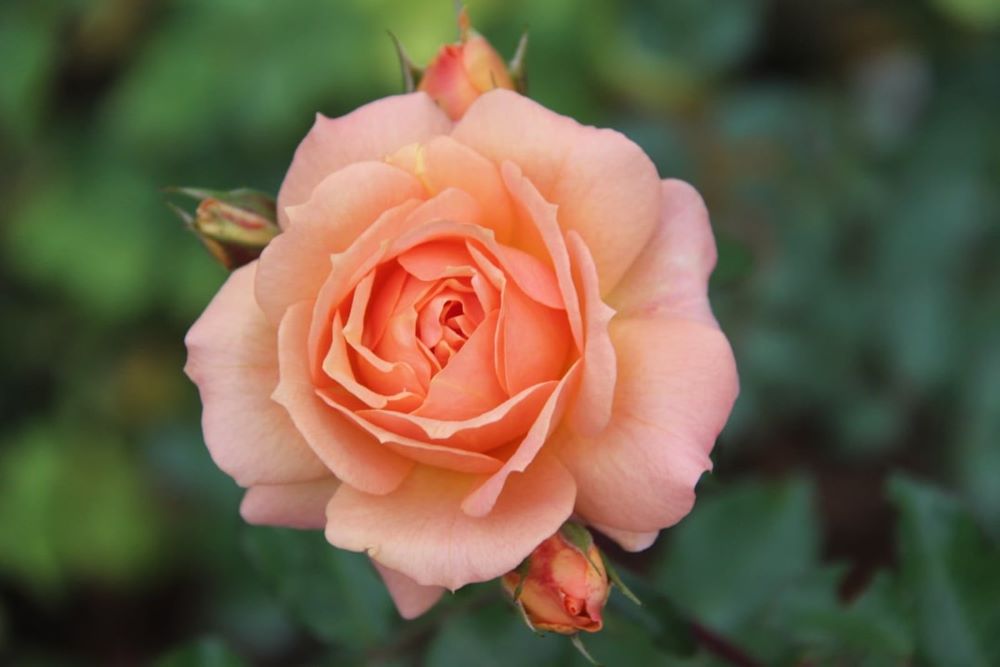 Checkpoint-hæmmere symboliseret ved en gammelrosa rosenblomst hvorunder der yderligere ses et par knopper.