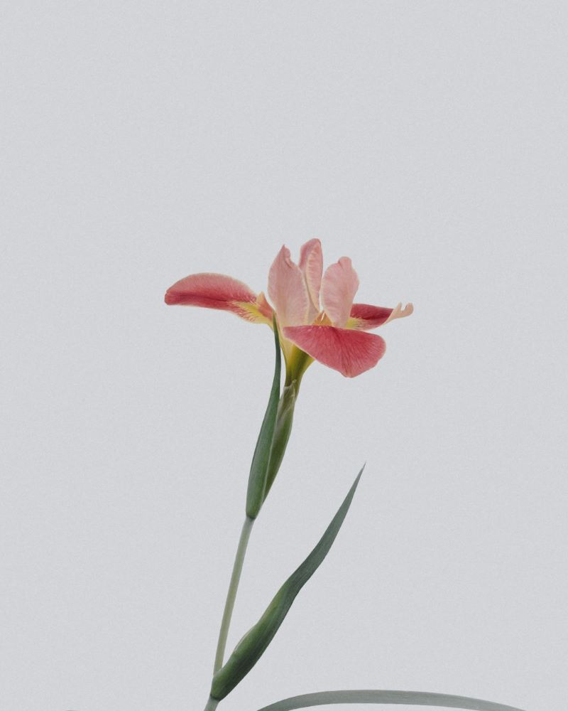 Hoved- halskræft symboliseret ved rosa iris på hvid baggrund.