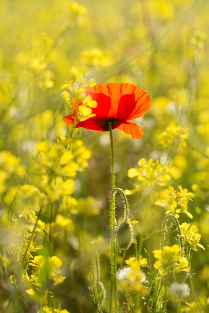 Huskeliste kemo symboliseret ed rød valmue mellem gule blomster.