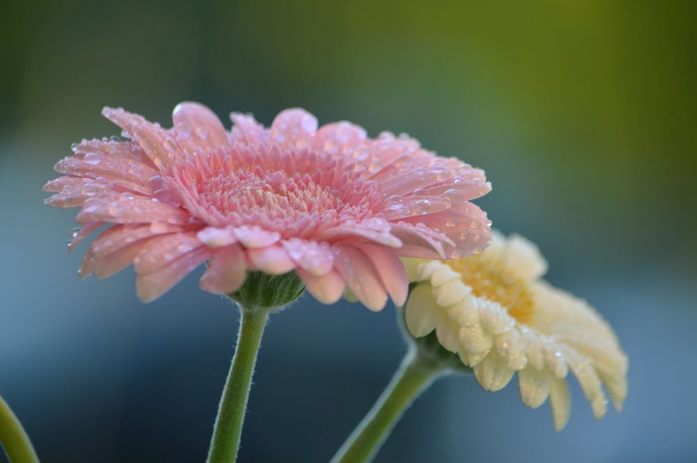 Huskeliste operation ved indlæggelse, symboliseret ved hovederne af to asterslignende blomster. En hvid og en rosa.