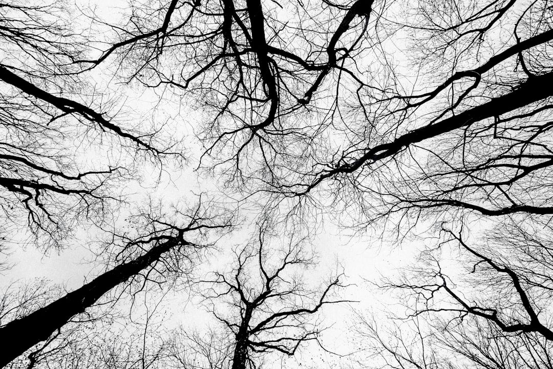Iltterapi symboliseret ved høje, nøgne træer, der er fotograferet nedefra, så deres grene når sammen. Mørke træer mod hvidgrå himmel.