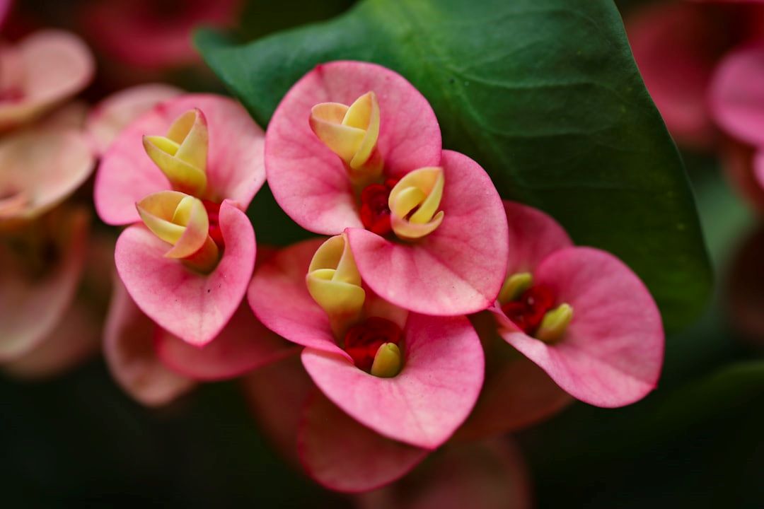 Kræft som metabolisk lidelse symboliseret ved mikroskopi af rosa blomster med gule støvdragere. Der ses et enkelt grønt blad.