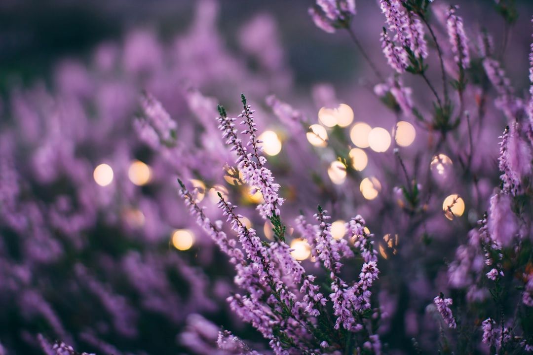 Lavendelolie symboliseret ved lavendel-planter.