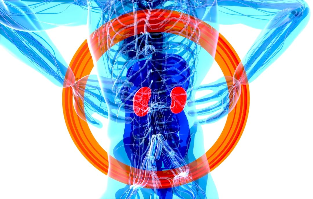 Lever- og nyretal symboliseret ved skematisk farverig illustration af indre organer med orange cirkel omkring torso.