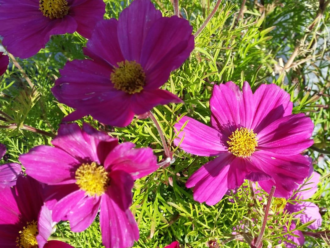 Min kræfthistorie symboliseret ved lilla-rosa sommerblomster.