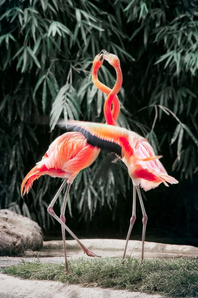 Næse-, bihulekræft symboliseret ved 2 flamingoer der snor halsene om hinanden. Nærbillede med grønne vækster i baggrunden.
