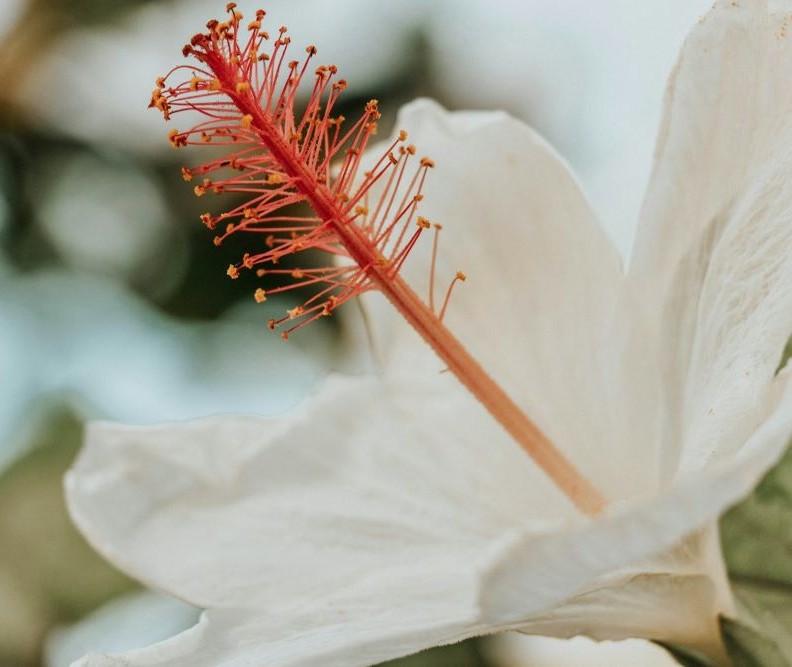 Nedsat appetit symboliseret ved nærbillede af rød støvdrager i blomst med hvide kronblade.