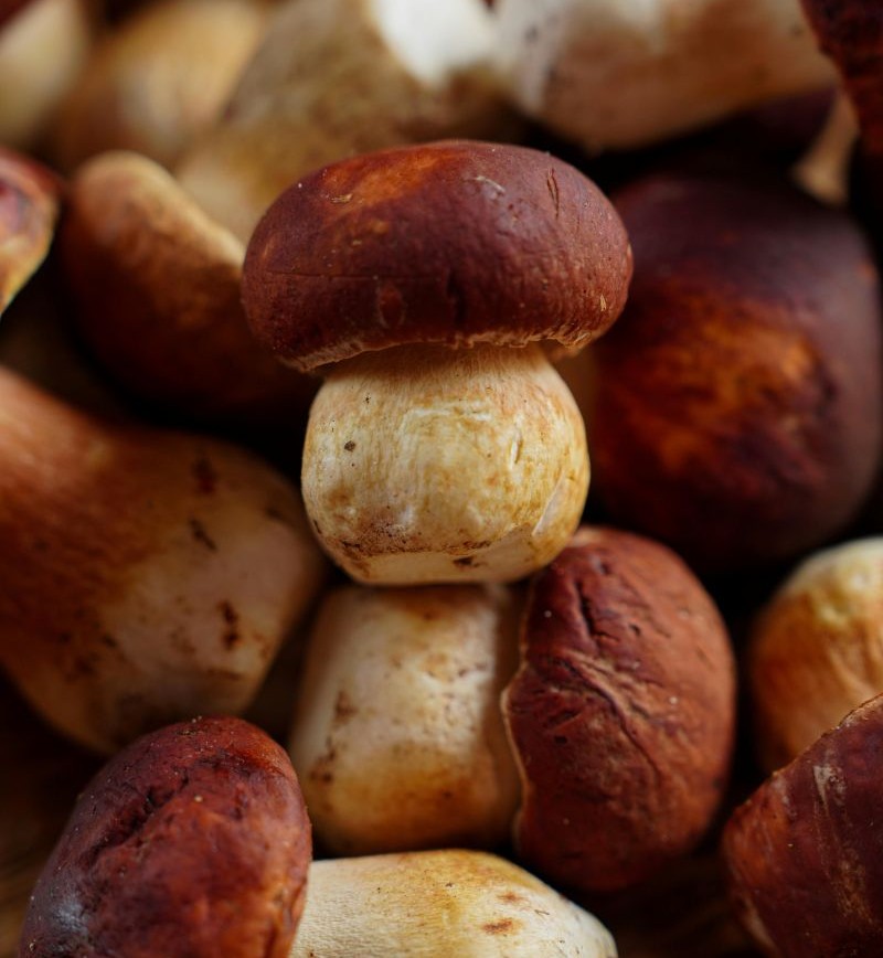 Svamp lokalt eller hele kroppen symboliseret ved nogle champignon-lignende svarmpe.