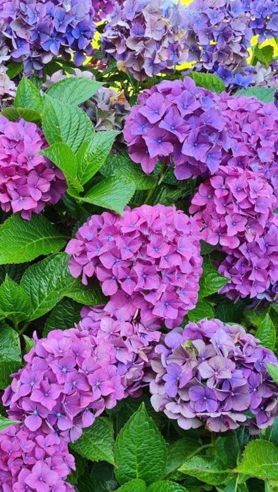 Tenna Petersens kræfthistorie symboliseret ved lilla hortensia.