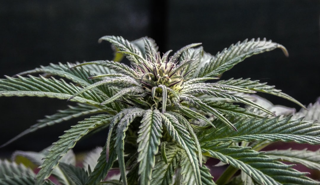 CBD olie symboliseret ved topskud fra en Cannabis-plante.