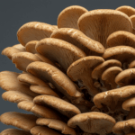 Maitake illustreret ved en tæt klase af svampen med en lille smule blå-grå baggrund.