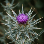 Marietidsel illustreret ved et foto af plantens top i blomst, hvor man ser tidseltornene og den smukke lilla blomst.