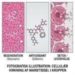 Marietidsel symboliseret ved en planche med rosa cellefigurer.