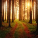 Nærdødsoplevelse symboliseret ved syn gennem skov med meget stærkt lys i baggrunden.