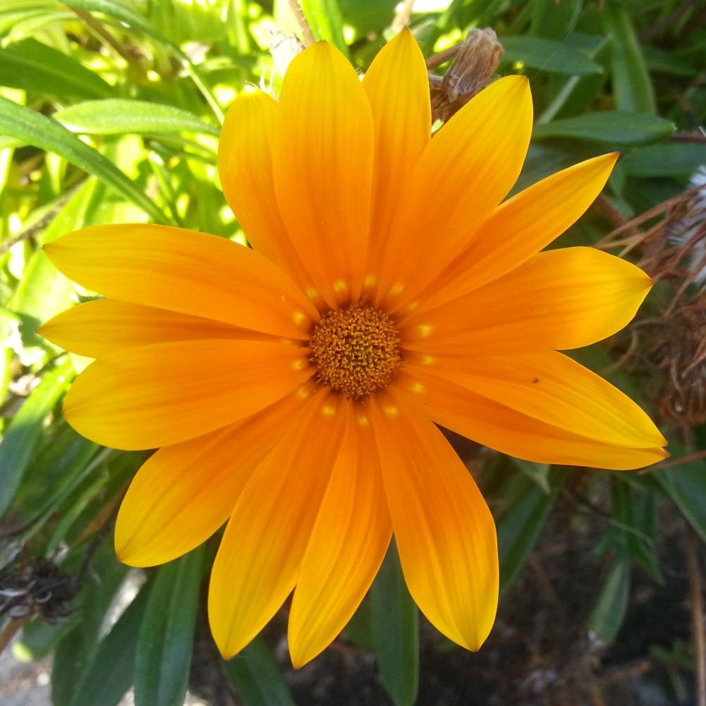 Signe Larsens skriv om kræftbehandling symboliseret ved orange blomst i nærbillede.