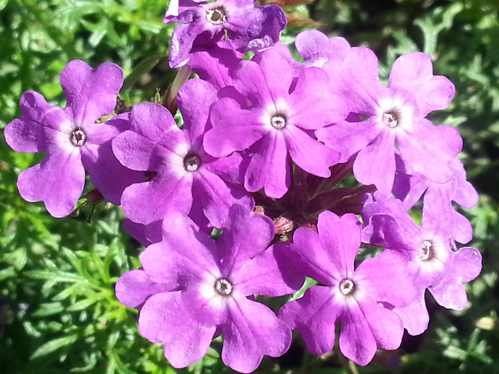 Tenna Petersens kræfthistorie symboliseret ved nærbillede af lilla blomster.