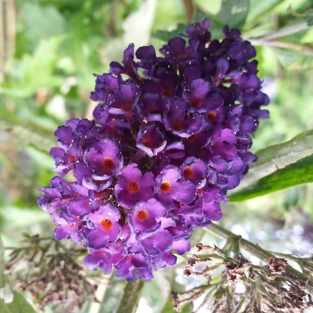 Anette Drewsens kræfthistorie symboliseret ved en dyblilla blomst fra sommerfuglebusk.