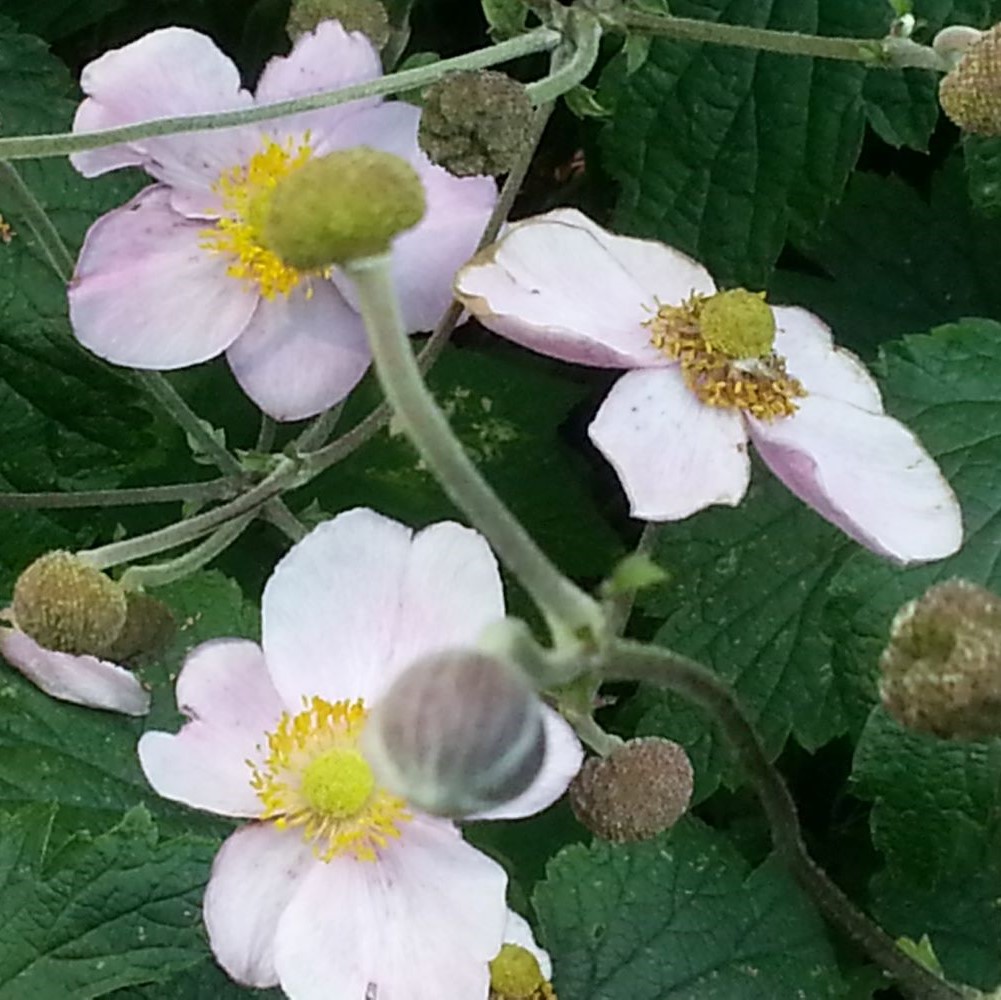 Anonym1's kræfthistorie symboliseret ved hvide viburnum-blomster.