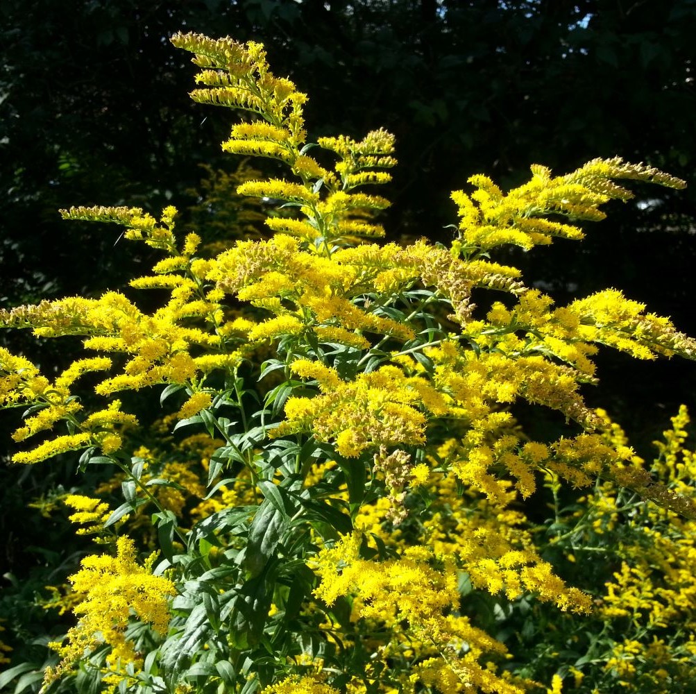 Veera Vallittus kræfthistorie om ægtefælle symboliseret ved gule blomster fra gyldenris.