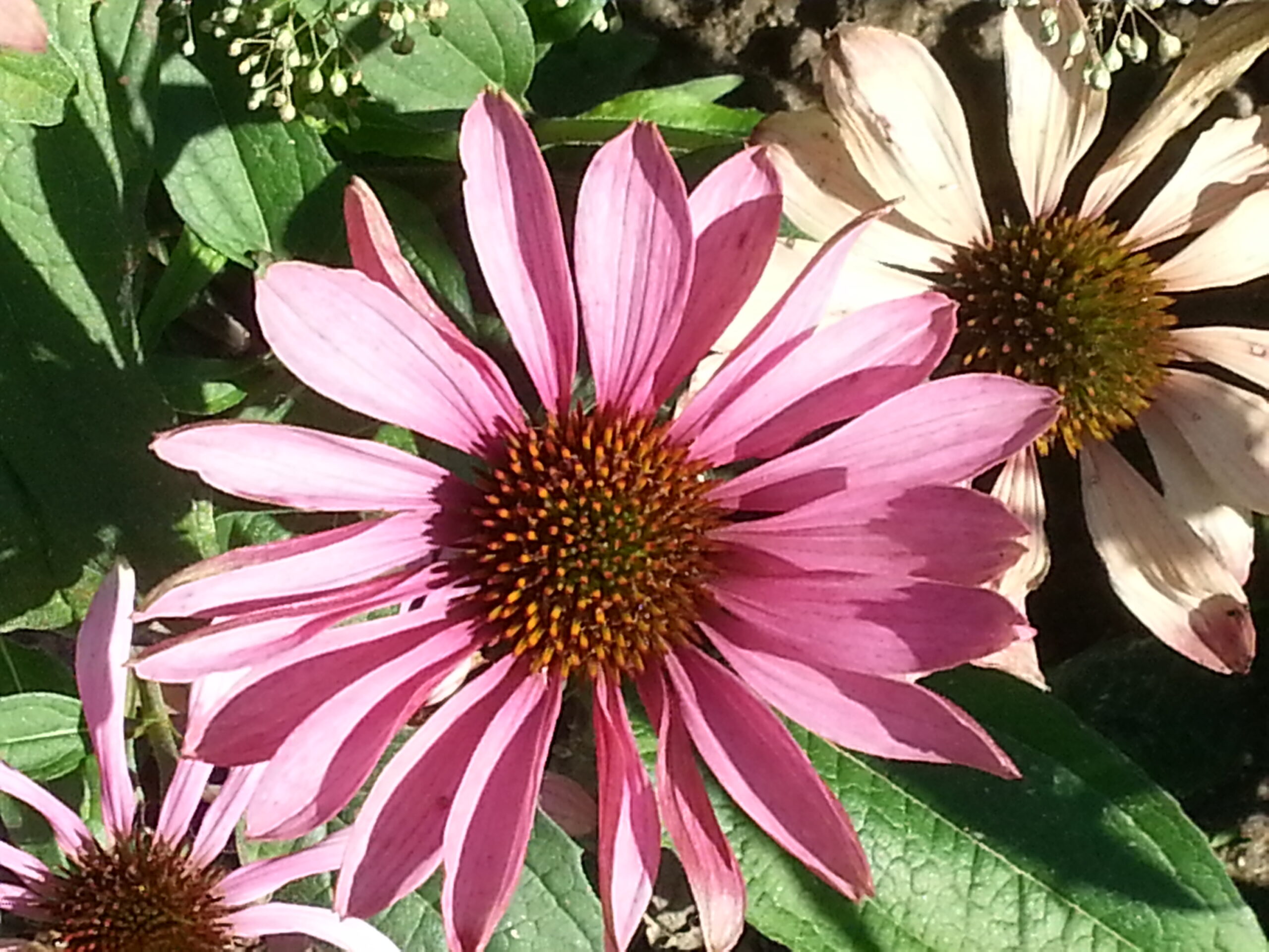 Jonna Jensens kritiske brev til Kræftens Bekæmpelse symboliseret ved en rosa asters i nærbillede.